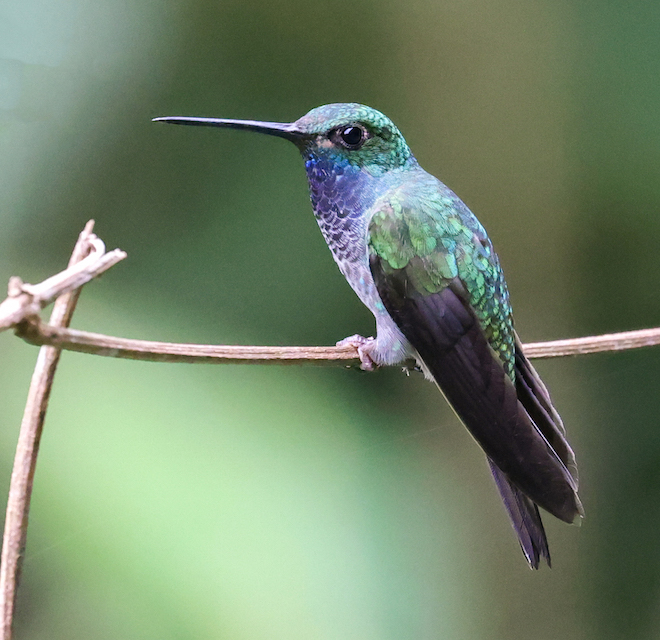 Green-backed Hillstar