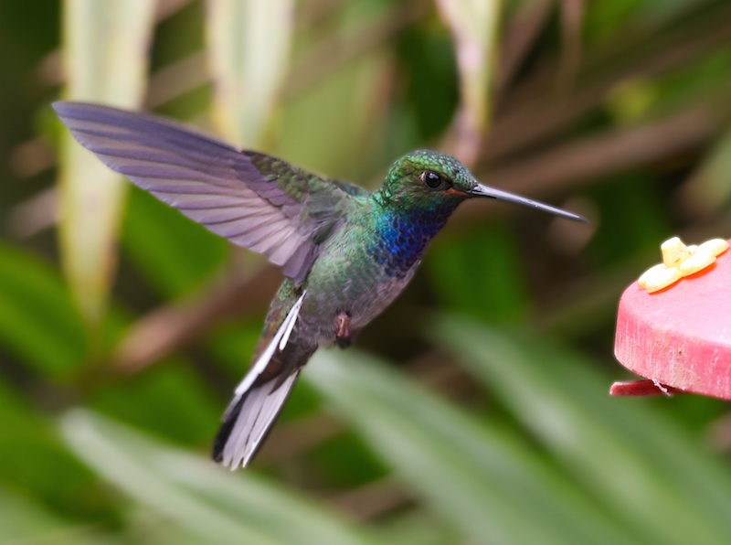 Green-backed Hillstar