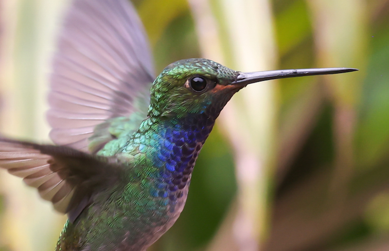 Green-backed Hillstar