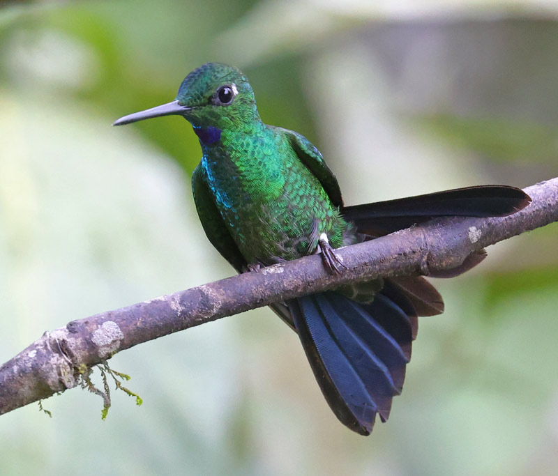 Green-crowned Brilliant