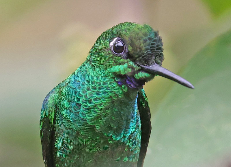 Green-crowned Brilliant