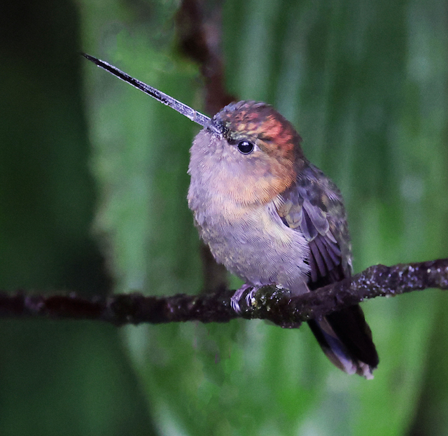 Green-fronted Lancebill