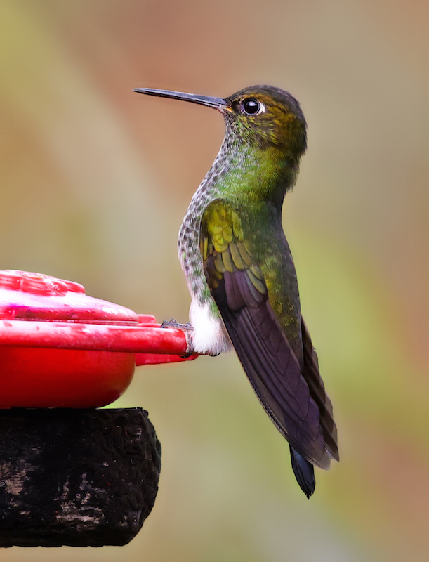 Greenish Puffleg