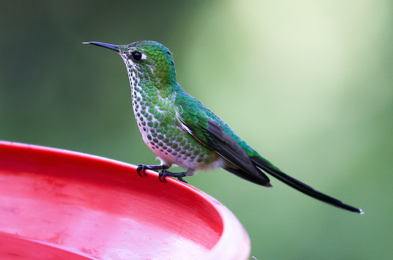 Green-tailed Trainbearer