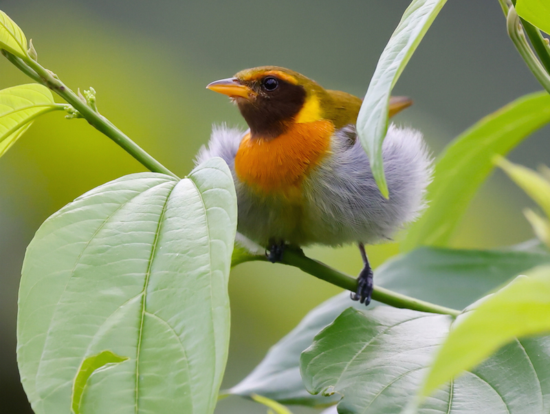 Guira Tanager