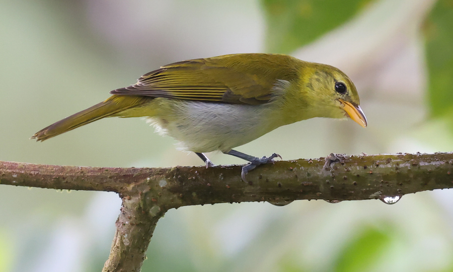 Guira Tanager