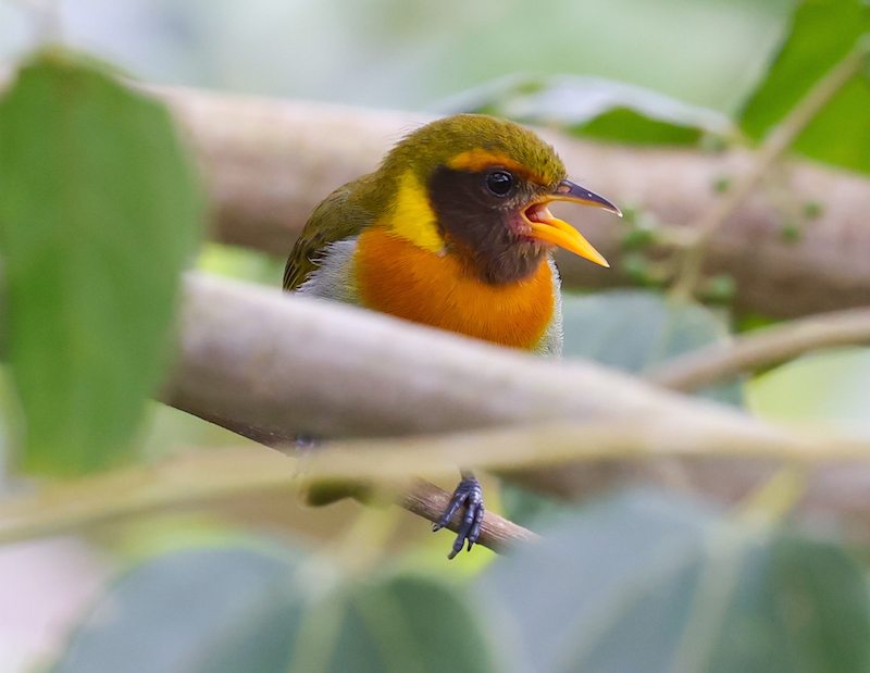 Guira Tanager