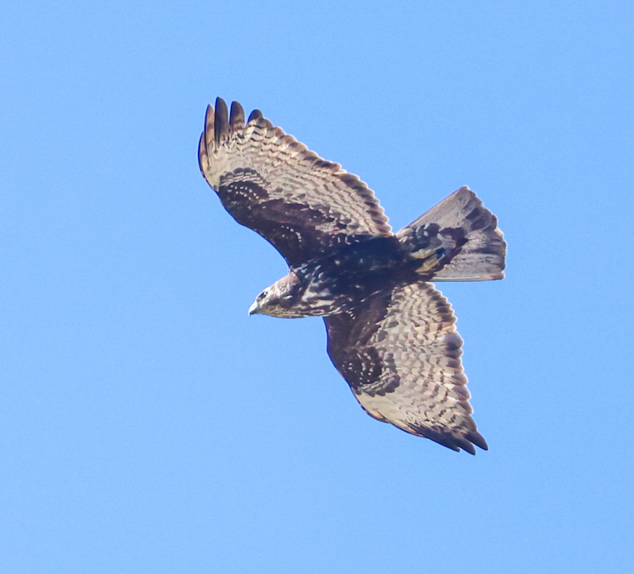 Red-tailed Hawk (adult 