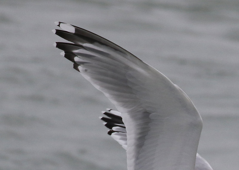 Herring Gull (adult with very limited black in the primaries)
