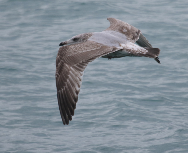 Herring Gull (second cycle in flight)