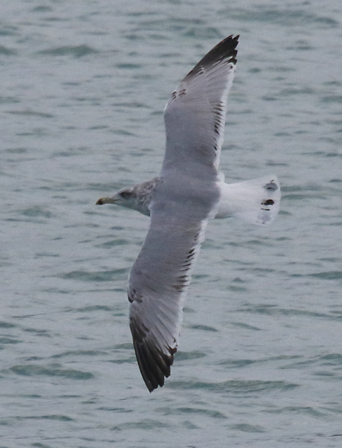 Herring Gull (third cycle in flight)