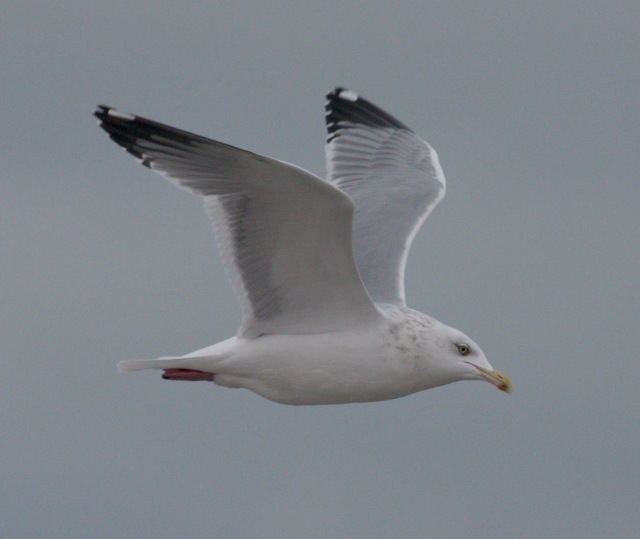 Herring Gull (adult)