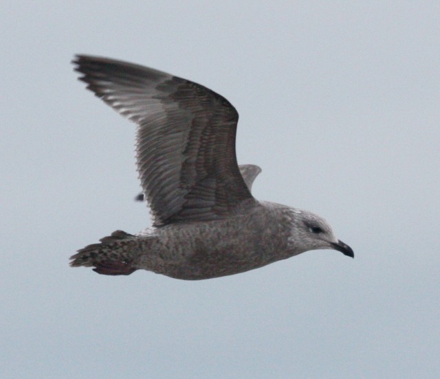 Herring Gull (first cycle in flight)