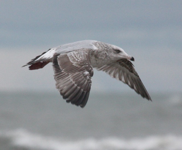 Herring Gull (second cycle in flight) Michigan City Harbor, LaPorte