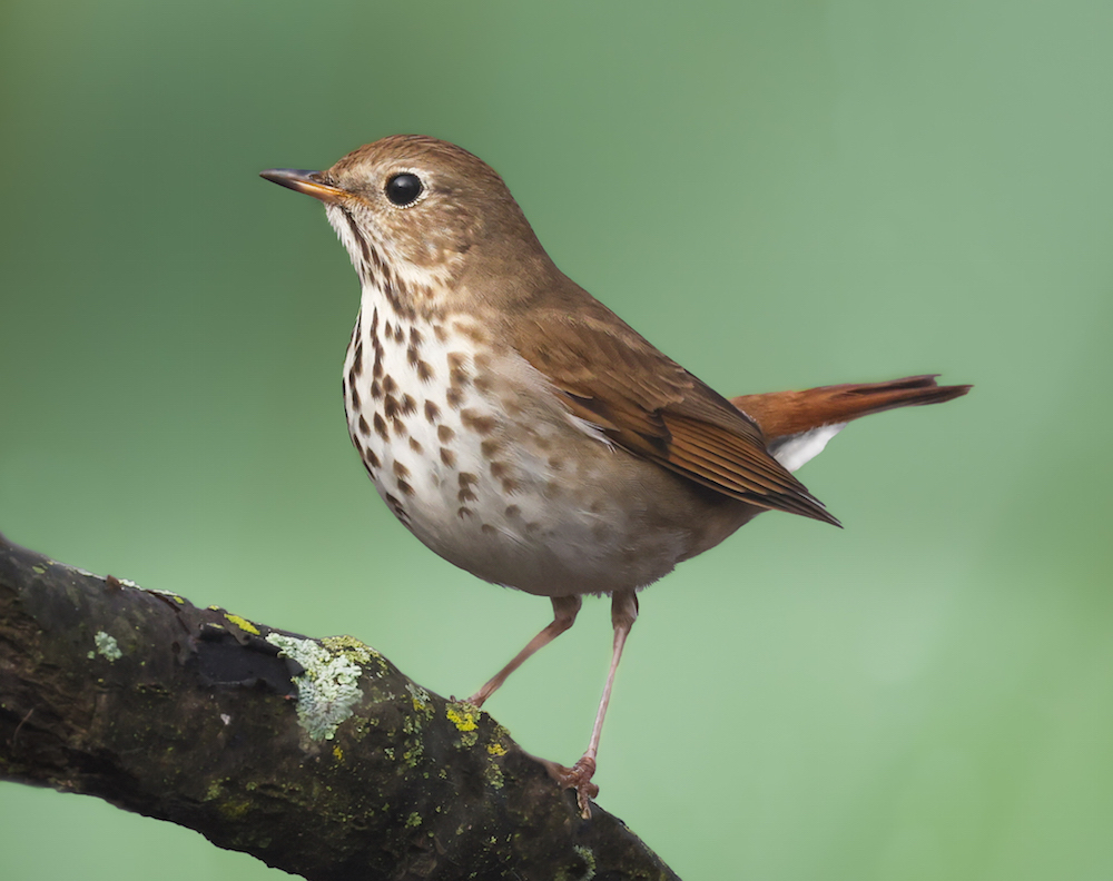 Hermit Thrush