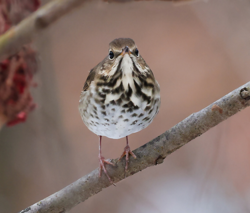 Hermit Thrush2