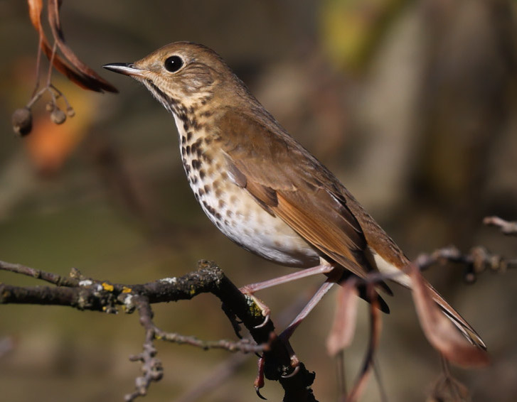 Hermit Thrush