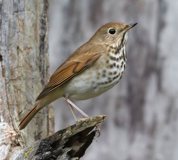 Hermit Thrush