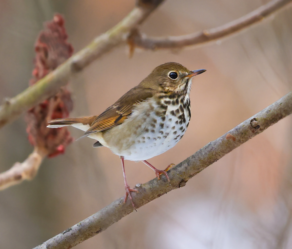 Hermit Thrush