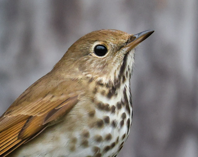 Hermit Thrush