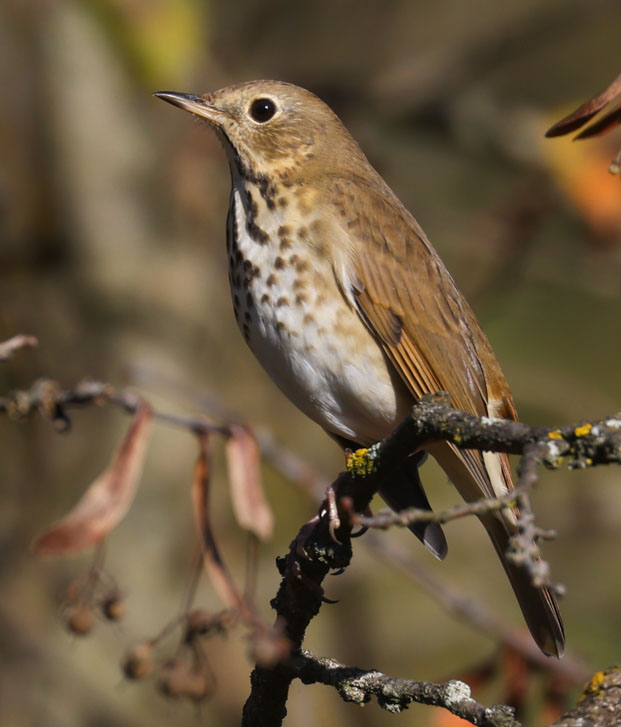 Hermit Thrush