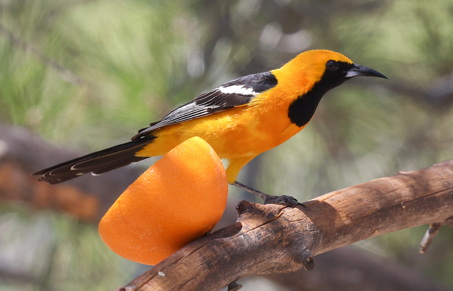 Hooded Oriole