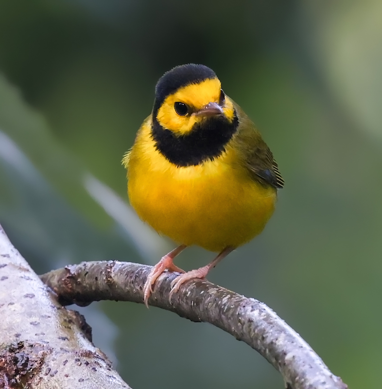 Hooded Warbler (fall male)