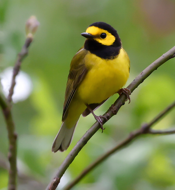 Hooded Warbler photo #1