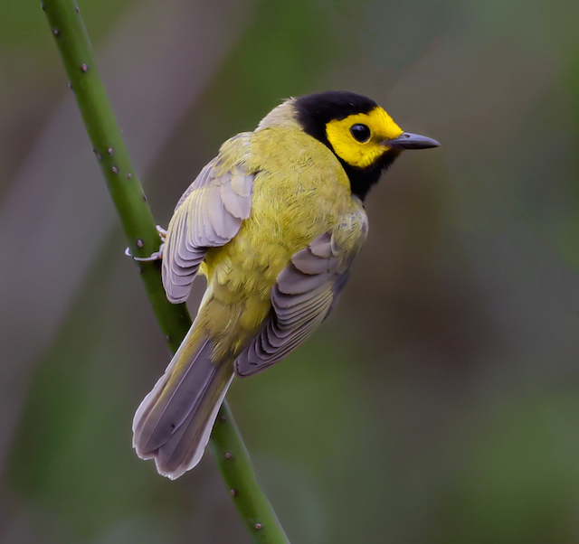 Hooded Warbler photo #2