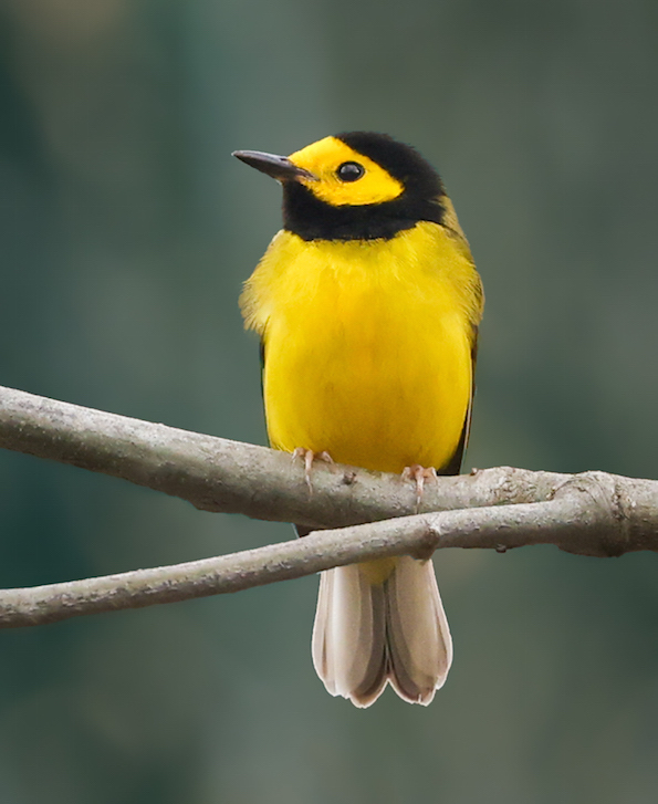 Hooded Warbler
