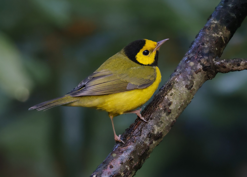 Hooded Warbler (fall male)