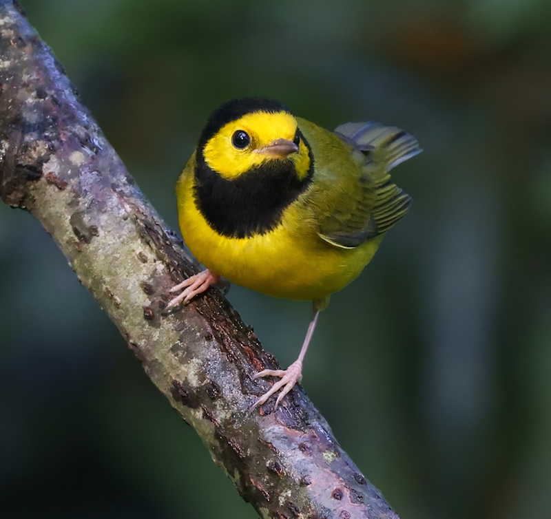 Hooded Warbler (fall male)