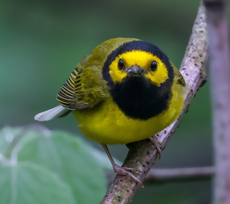 Hooded Warbler