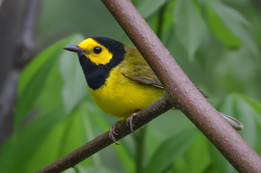 Hooded Warbler