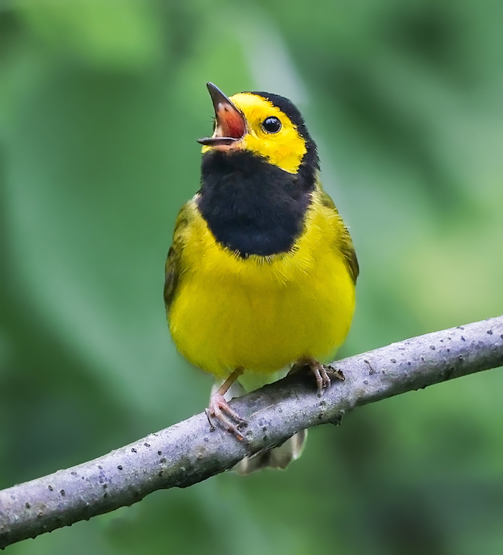 Hooded Warbler