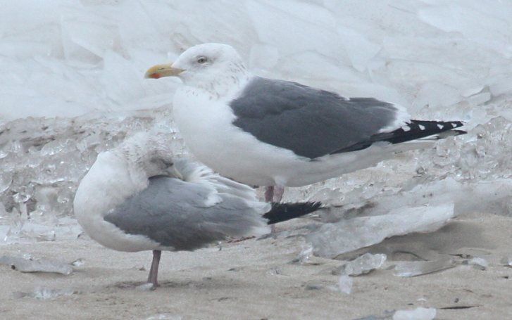 Probable Great Black-backed X Herring Gull hybrid (adult)