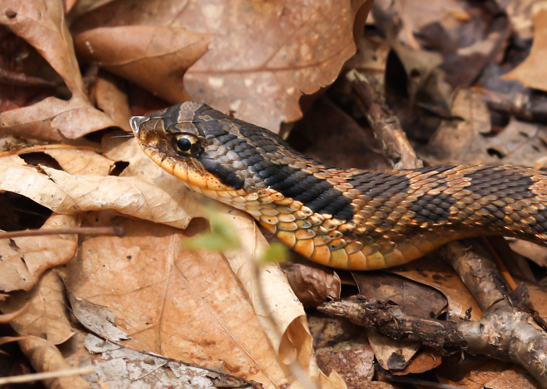 Eastern Hognose Snake