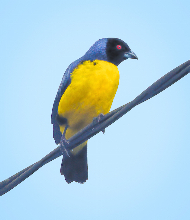 Hooded Mountain-tanager