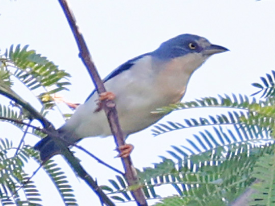 Hooded Tanager
