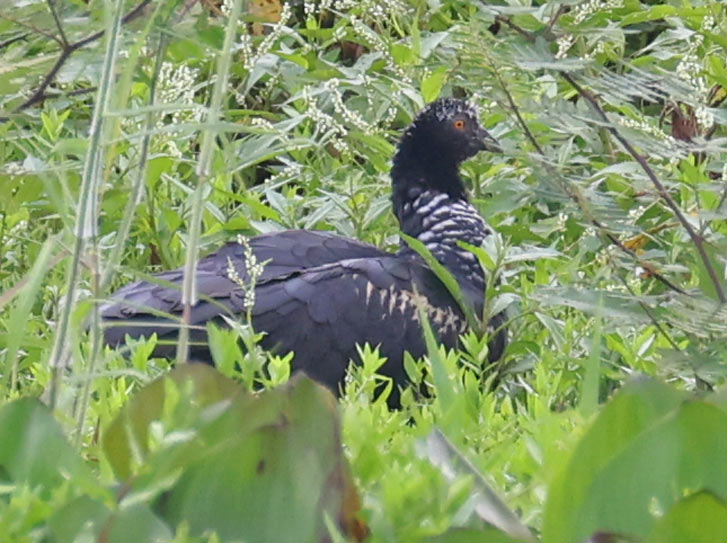 Horned Screamer