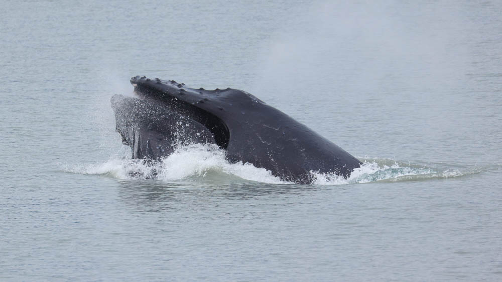 Humpback Whale