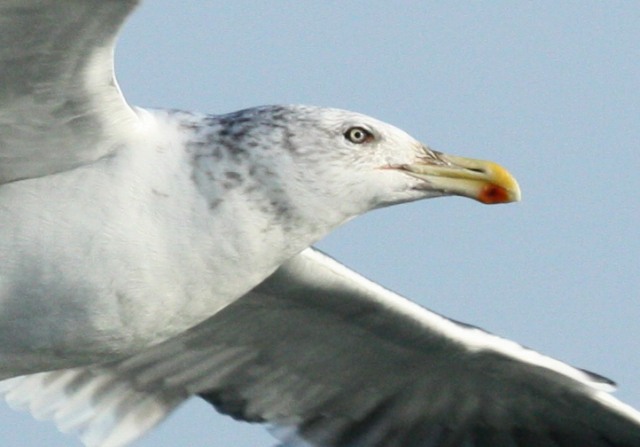 hybrid gull