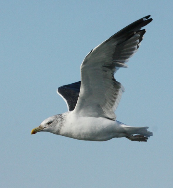 hybrid gull