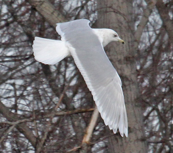 Iceland Gull (3rd cycle in flight)