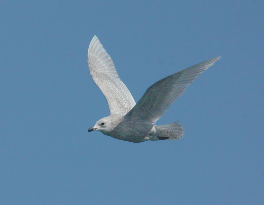 Iceland Gull