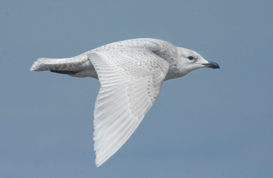 Iceland Gull