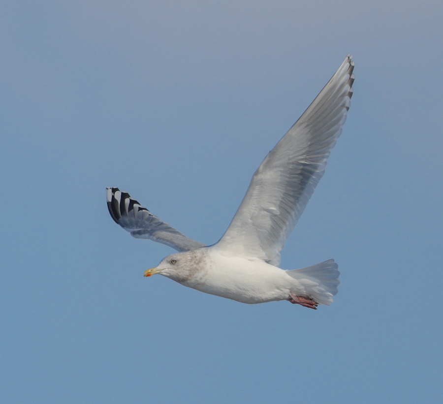 Iceland Gull 