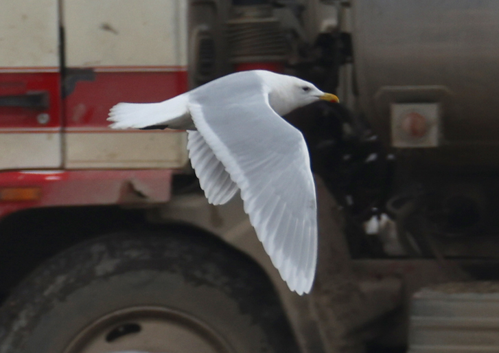 Iceland Gull