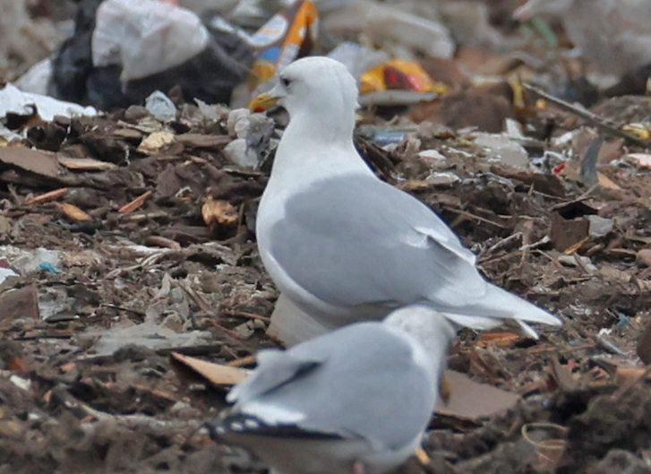 Iceland Gull