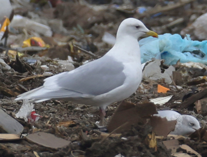 Iceland Gull